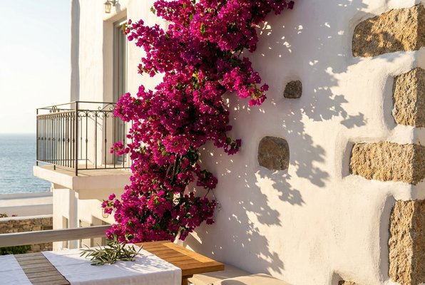 Whitewashed Cycladic wall draped in vivid bougainvillea at SÉLAS Whitewashed Cycladic wall draped in vivid bougainvillea at SÉLAS